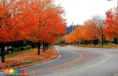 象美國(guó)改良紅楓、挪威楓等具有鮮明的彩葉特色的彩色落葉闊葉樹(shù)種是街道、公路兩旁的行道樹(shù)種的優(yōu)選。這些彩色闊葉樹(shù)種樹(shù)形的氣勢(shì)磅礴，提供的遮蔭環(huán)境很好，冬暖夏涼，秋天景色迷人，色彩豐富，讓路人感覺(jué)到車移景異的效果。