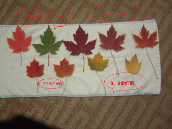美國紅楓品種區別